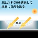 jelly fish renz 2